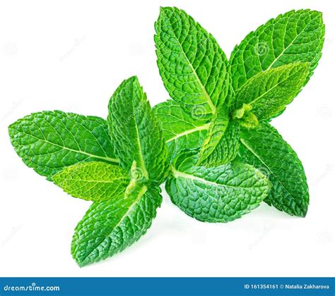 Peppermint Isolated Fresh Mint Leaves On White Background Top View