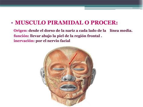 Ppt Músculos De La Cara Powerpoint Presentation Free Download Id
