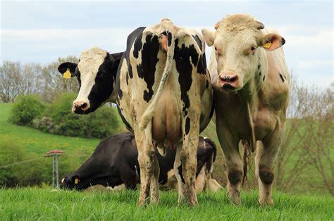 Free Images Grass Field Farm Meadow Food Herd Pasture Grazing