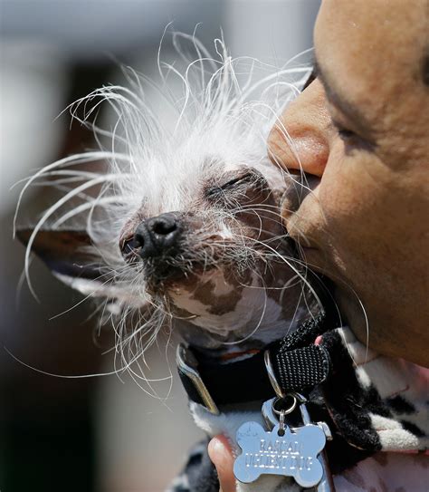 Huge Homely Mastiff Named Martha Wins Worlds Ugliest Dog The