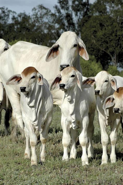 Brahman cattle have a very distinctive appearance with a hump over the shoulders, (bos indicus) loose skin under the. AUSTRALIAN BRAHMAN BREEDERS' ASSOCIATION LIMITED