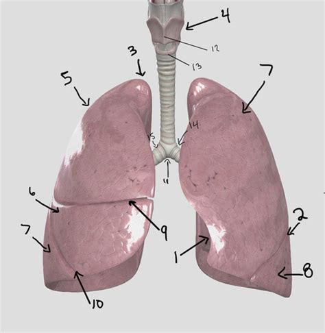 Respiratory Anatomy Flashcards Quizlet