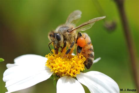 Simple flowers are bee favorites. Welcome spring and honey bees, how do you fare? Apis ...