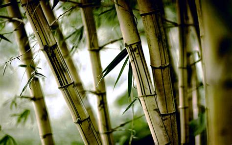 Bamboo Nature Wallpapers Hd Desktop And Mobile Backgrounds