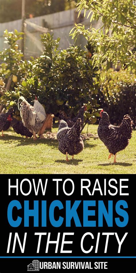 How To Raise Chickens In The City Urban Survival Site