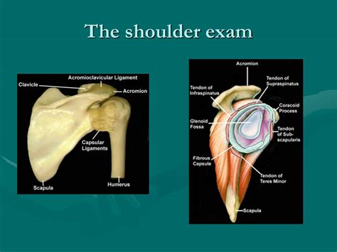 Ppt The Musculoskeletal Examination In The Elderly Powerpoint