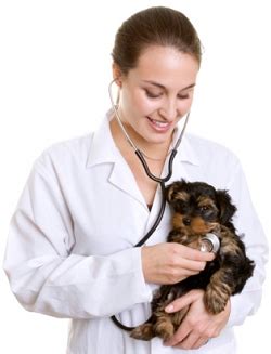 And you shouldn't have to make tough choices when veterinary bills start pets best insurance services, llc places pet insurance with an insurer offering that coverage (american pet insurance company). Should You Buy Pet Insurance? An Honest Review