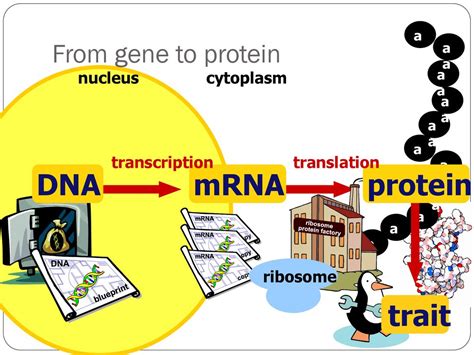 Chapter 17 From Gene To Protein Ppt Download