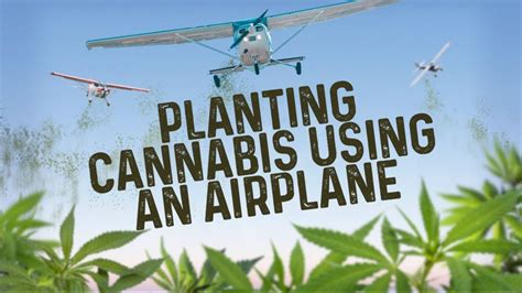 Planting Cannabis Using An Airplane Youtube
