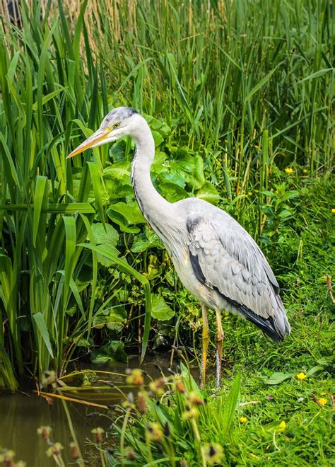 Great Gray Heron Waiting For A Catch Stock Photo Image Of Fishing