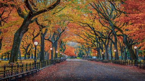 Road With Leaves Between Autumn Yellow Red Trees In Herbst Park New