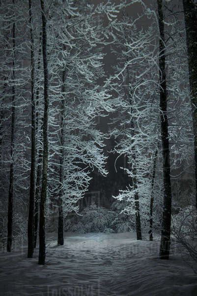 Tranquil View Of Snow Covered Trees During Night Stock Photo Dissolve