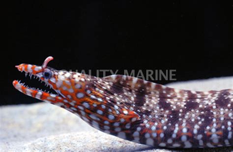 Japanese Dragon Moray Eel Quality Marine
