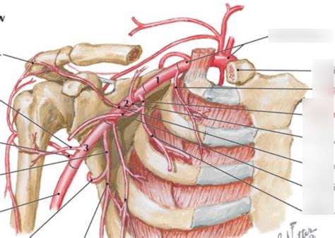 Branches Of The Axillary Subclavian Arteries Diagram Quizlet