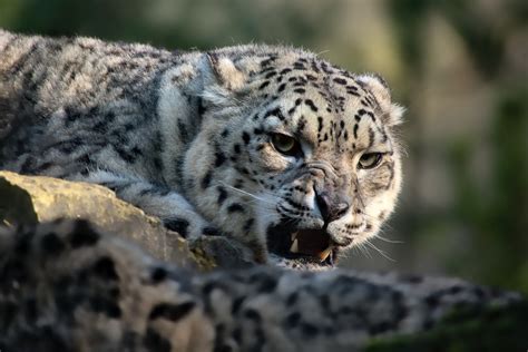 Snow Leopard At Marwell Zoo Matt Flickr
