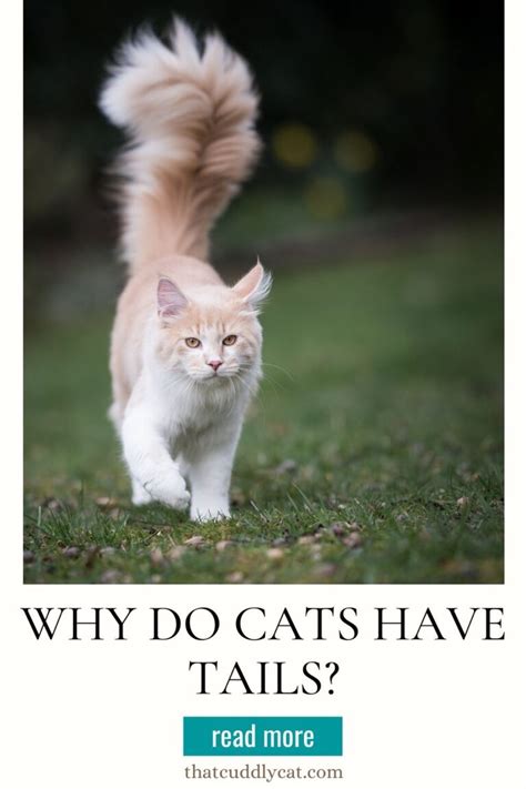 Why Do Cats Have Tails That Cuddly Cat