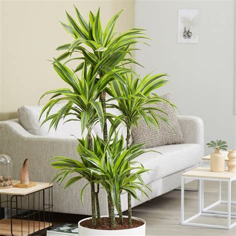 Home Decor With Indoor Tropical Plants