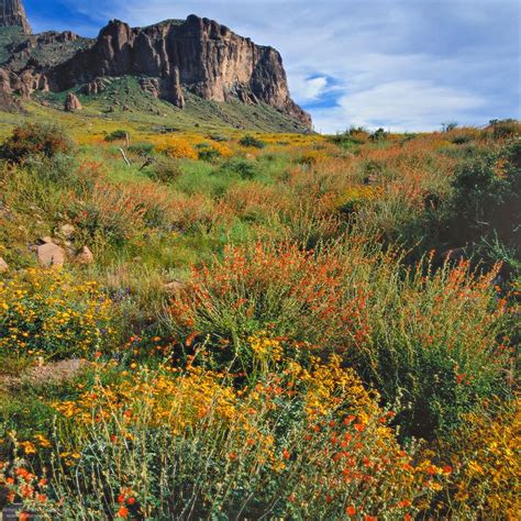 Flowers bloom february to april. 35 best images about Desert Plants on Pinterest | Spring ...