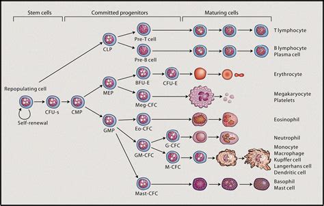 On Hematopoietic Stem Cell Fate Immunity
