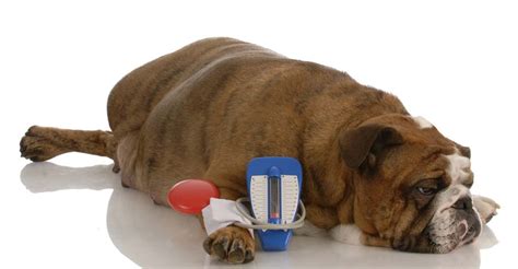 Merck animal health has made life easier for pet parents to administer insulin to their pets. Dog Food for Dogs with Diabetes: What You Need to Know ...