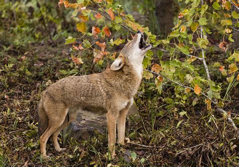 Coyote Howling Photograph by Linda Arndt | Fine Art America