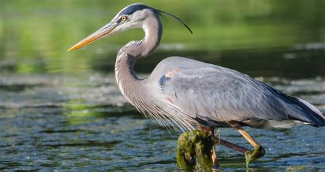 Types Of Herons In The United States 11 Species Bird Watching Hq