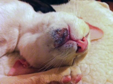 Possible case of cat chin acne. Home Treatment For Cat Acne - PoC