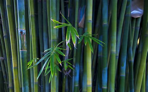 Free Download Wallpapers Bamboo 1280x800 For Your Desktop Mobile