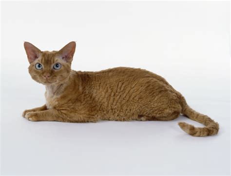 Devon Rex Cat Breed Selector