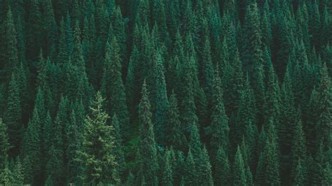 Dark Green Forest Background