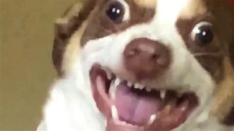 Camperdown Funny Dog Looking At Camera Meme