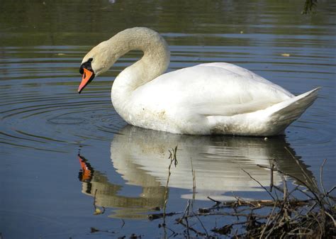 Filemute Swan Cygnus Olor Male Wikimedia Commons