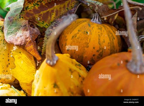 Yellow Gourds Or Pumpkins Surrounded By Falls Colored Leaves Stock