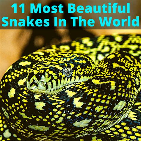 Most Beautiful Snakes In The World Is My Favorite