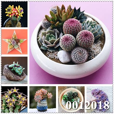 100 Pcs Real Mini Succulent Cactus Bonsai Rare Perennial Herb Plants