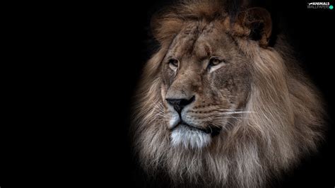 Tablet & smartphone | page 1. Lion, mane, black background, Head - Animals wallpapers ...
