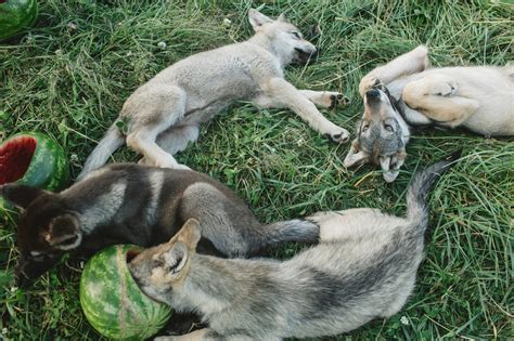 Wolf Puppies Are Adorable Then Comes The Call Of The Wild The New