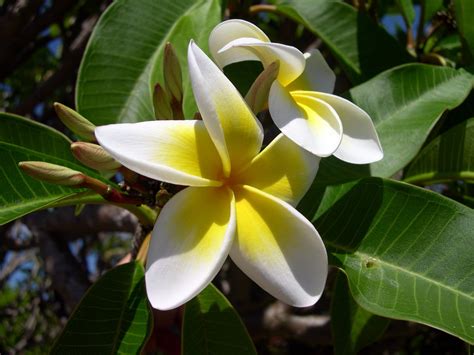 The Frangipani “fish” Mother Of Cats