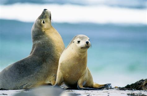 Australian Sea Lion Neophoca Cinerea License Image 70397895