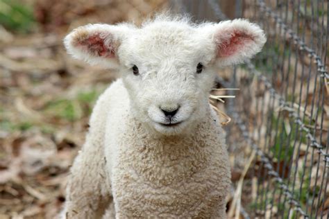 Heres Why Millions Of People Dont Eat Lamb Anymore Mercy For Animals
