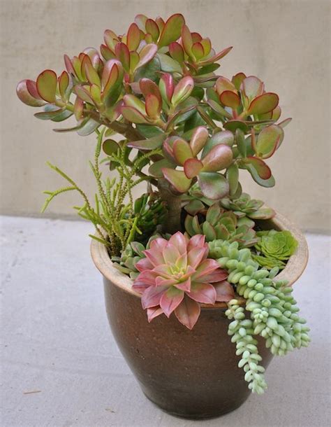 Succulents Jade Plants And Potted Succulents On Pinterest