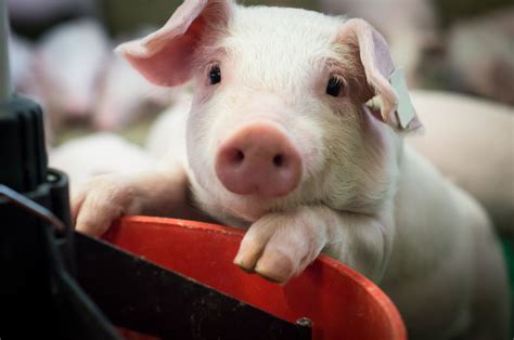What Do Pigs Eat An Amazing Guide To Keeping Pigs And Their Favorite