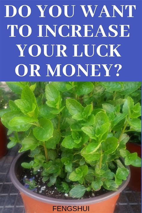 There Are Simple Ways To Increase Your Luck Or Money By Placing These