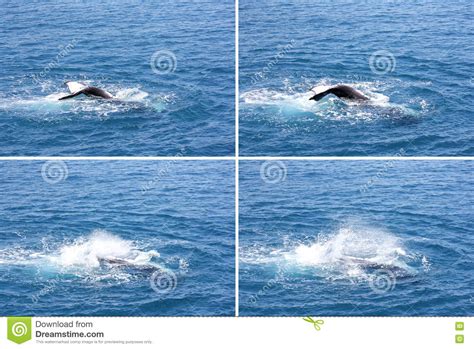 Humpback Whale Waving Tail Montage Hervey Bay Stock Photo Image Of