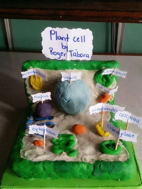 Plant Cell Model In Clay Cells Project Plant Cell Model Cell Model