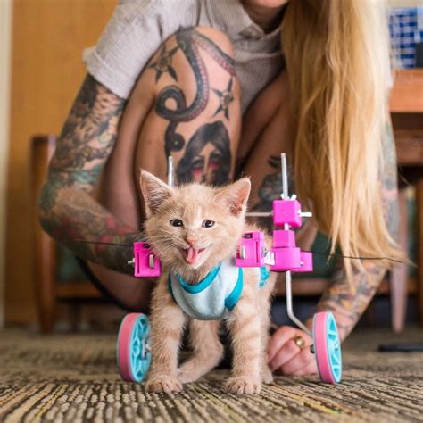 Kitten Instagram Gave Us The Worlds Most Heartwarming Saga