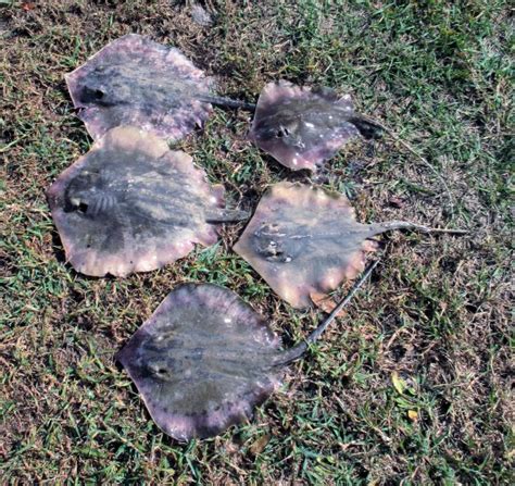 Atlantic Stingray Mexican