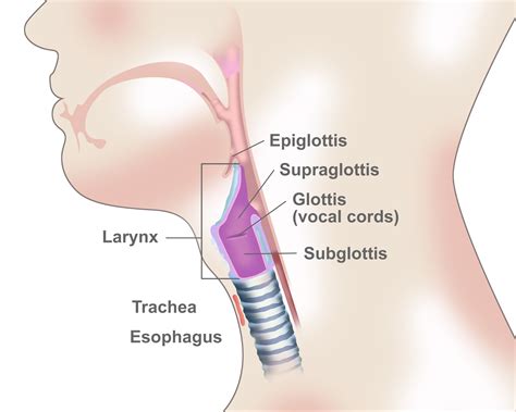 Overview Risk Factors And Signs And Symptoms Of Laryngeal Cancer