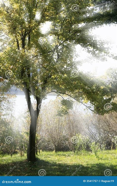 Sunbeam Through A Tree Stock Image Image Of Wood Beam 3541757