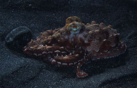 This Is An Octopus That Chased Amber During A Night Dive In Kona